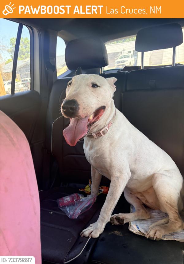 Found/Stray Female Dog last seen Sunridge dr, Las Cruces, NM 88012