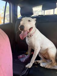 Found/Stray Female Dog last seen Sunridge dr, Las Cruces, NM 88012