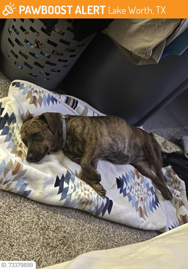 Found/Stray Female Dog last seen Murphy USA gas station, Lake Worth, TX 76135