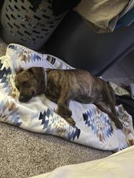 Found/Stray Female Dog last seen Murphy USA gas station, Lake Worth, TX 76135