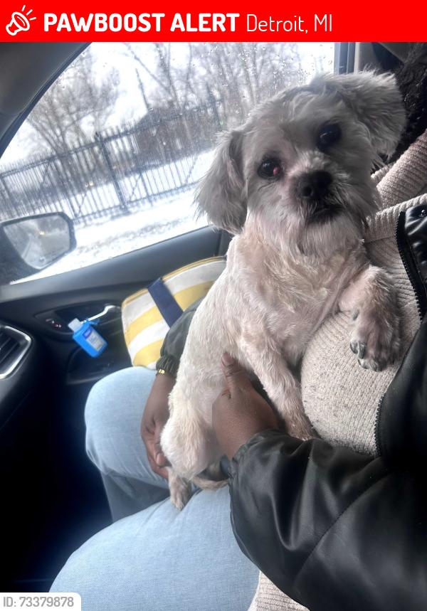 Lost Male Dog last seen Edison st, Detroit, MI 48206