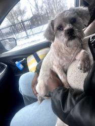 Lost Male Dog last seen Edison st, Detroit, MI 48206