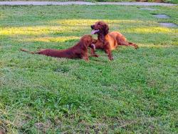Found/Stray Female Dog last seen Joaanna Heights, Morgantown, PA 19543