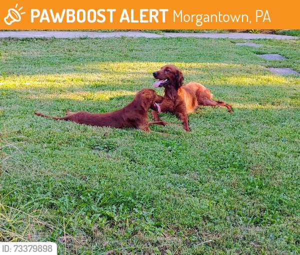 Found/Stray Female Dog last seen Joaanna Heights, Morgantown, PA 19543