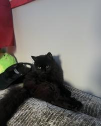 Lost Female Cat last seen On Big Bend Dr, Des Plaines, IL 60016