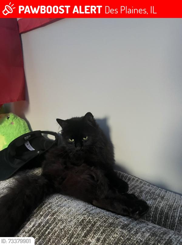 Lost Female Cat last seen On Big Bend Dr, Des Plaines, IL 60016