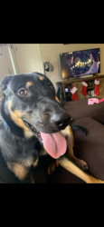 Lost Male Dog last seen Volusia fair grounds, Volusia County, FL 32724