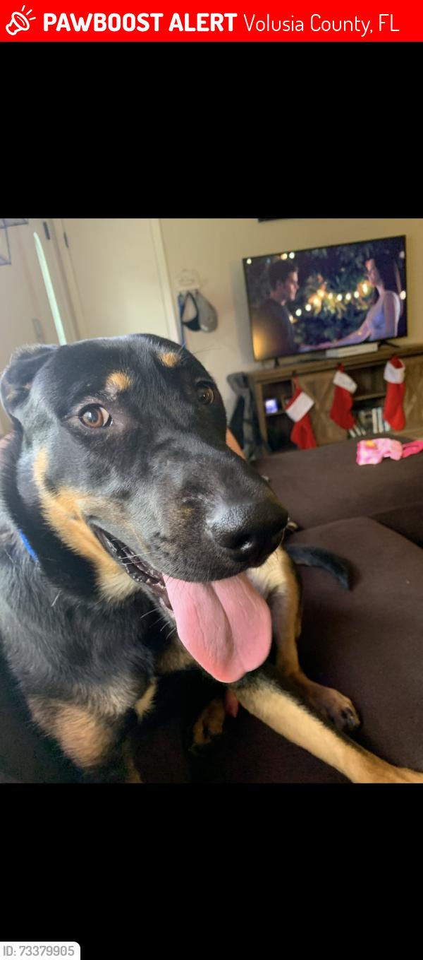 Lost Male Dog last seen Volusia fair grounds, Volusia County, FL 32724