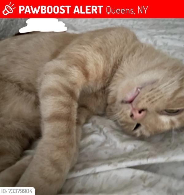 Lost Male Cat last seen Near 46th st, Queens, NY 11103