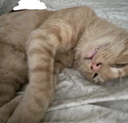 Lost Male Cat last seen Near 46th st, Queens, NY 11103