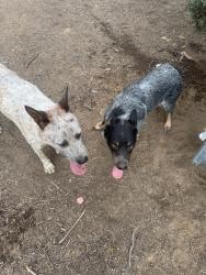 Found/Stray Male Dog last seen Good Hope, Good Hope, CA 92570