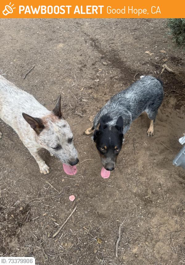 Found/Stray Male Dog last seen Good Hope, Good Hope, CA 92570