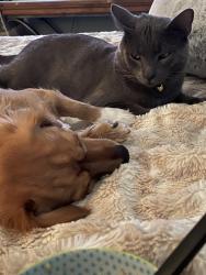 Lost Male Cat last seen White St. and Oak Hollow, Anna, TX 75409