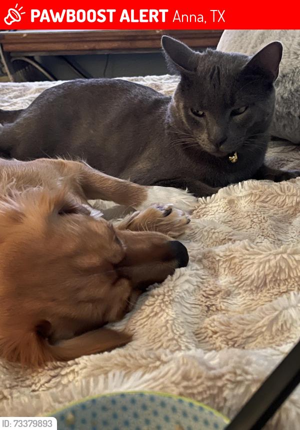 Lost Male Cat last seen White St. and Oak Hollow, Anna, TX 75409