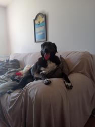 Reunited Male Dog last seen Redondo and Verde, heading towards Vandegrift Boulevard, Oceanside, CA 92057