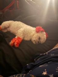 Lost Male Dog last seen Last seen near mil road and Good hope, Milwaukee, WI 53223