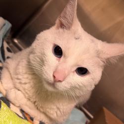 Shelter Stray Male Cat last seen , Animal Care & Control Team of Philly, 111 W Hunting Park Ave, Philadelphia, PA 19140, USA
