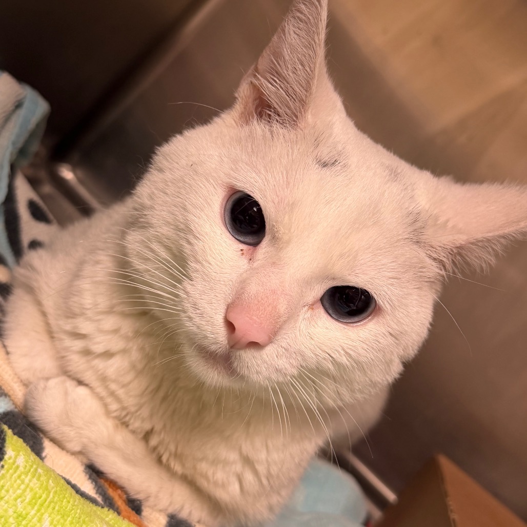 Shelter Stray Male Cat last seen , Animal Care & Control Team of Philly, 111 W Hunting Park Ave, Philadelphia, PA 19140, USA