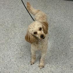 Shelter Stray Male Dog last seen , 5801 Graye Ln, Caldwell, ID 83607, USA