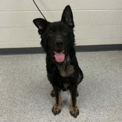 Shelter Stray Male Dog last seen , 5801 Graye Ln, Caldwell, ID 83607, USA