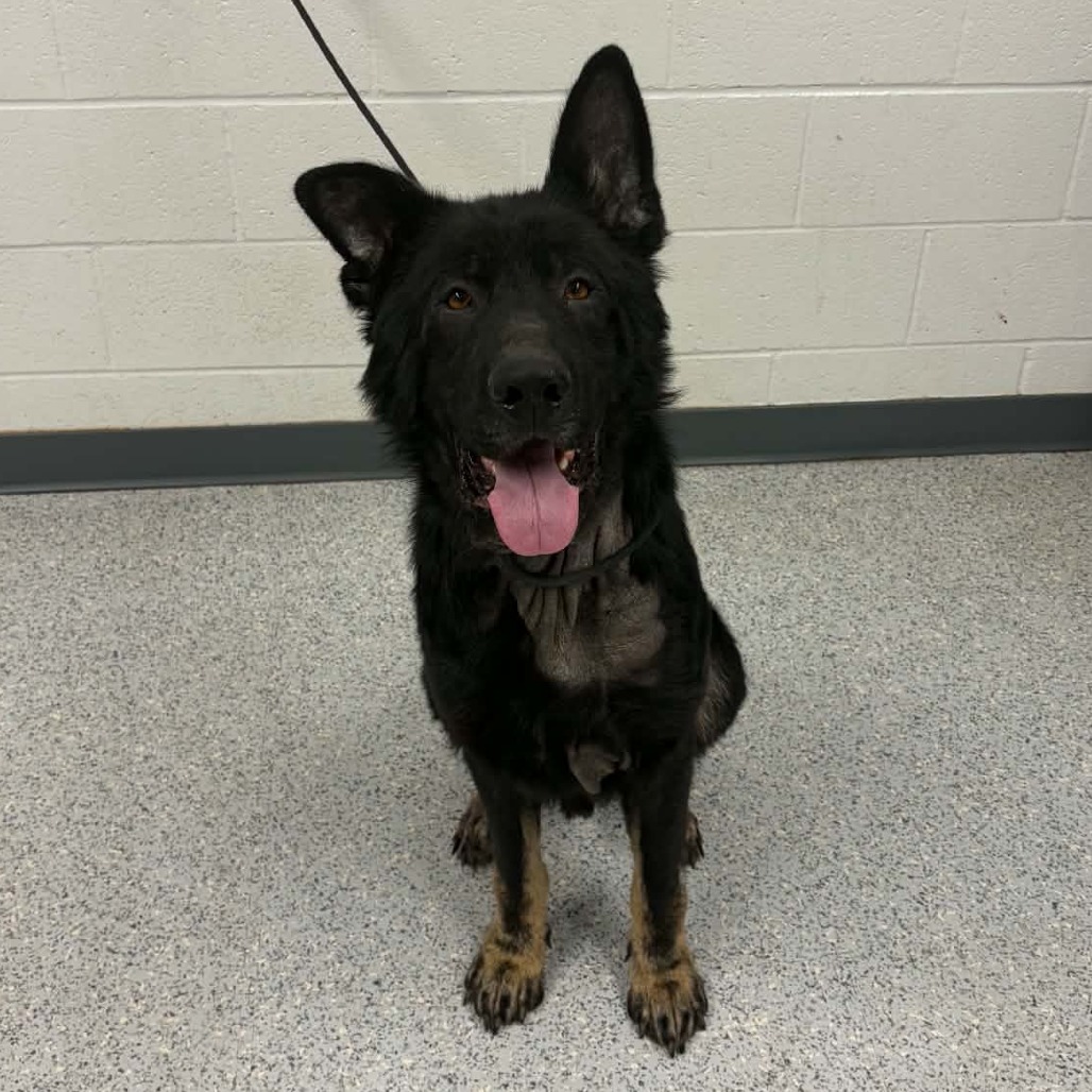Shelter Stray Male Dog last seen , 5801 Graye Ln, Caldwell, ID 83607, USA