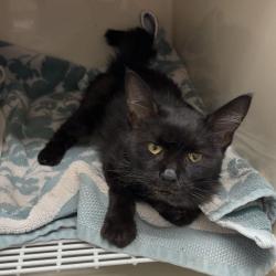 Shelter Stray Female Cat last seen , 5801 Graye Ln, Caldwell, ID 83607, USA