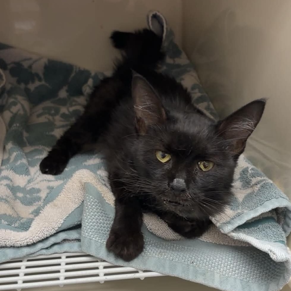 Shelter Stray Female Cat last seen , 5801 Graye Ln, Caldwell, ID 83607, USA