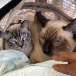 Shelter Stray Unknown Cat last seen , 12910 Yukon Ave, Hawthorne, CA 90250, USA