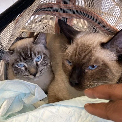Shelter Stray Unknown Cat last seen , 12910 Yukon Ave, Hawthorne, CA 90250, USA