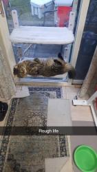 Lost Male Cat last seen Lawson , by the park, Airway Heights, WA 99001