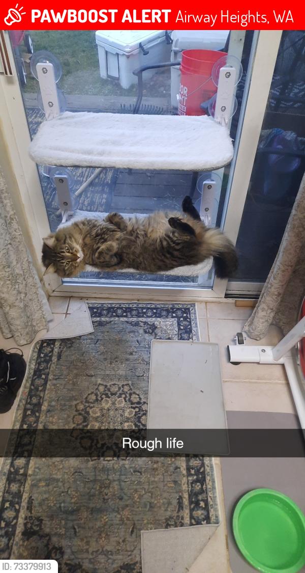 Lost Male Cat last seen Lawson , by the park, Airway Heights, WA 99001