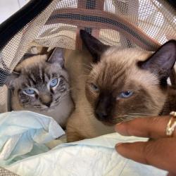 Shelter Stray Unknown Cat last seen , 12910 Yukon Ave, Hawthorne, CA 90250, USA