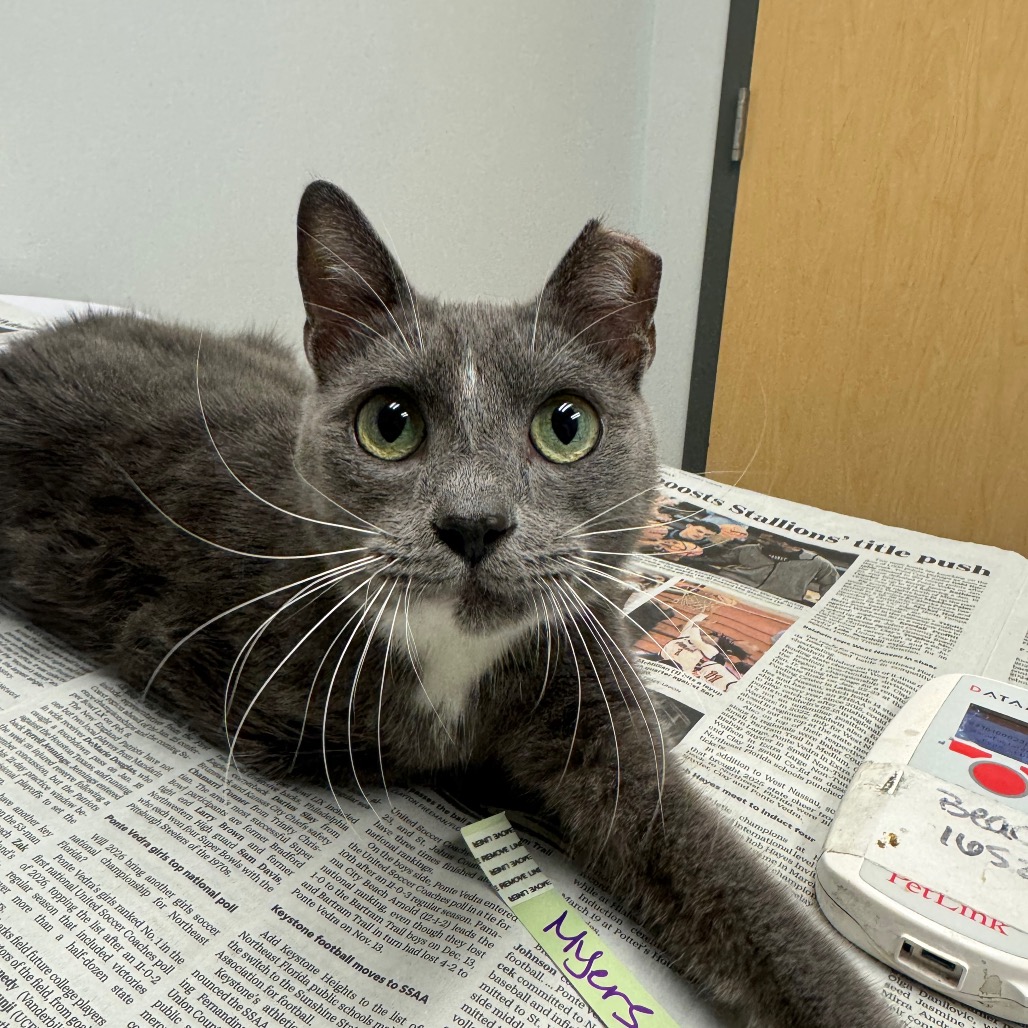 Shelter Stray Unknown Cat last seen , 8464 Beach Blvd, Jacksonville, FL 32216, USA