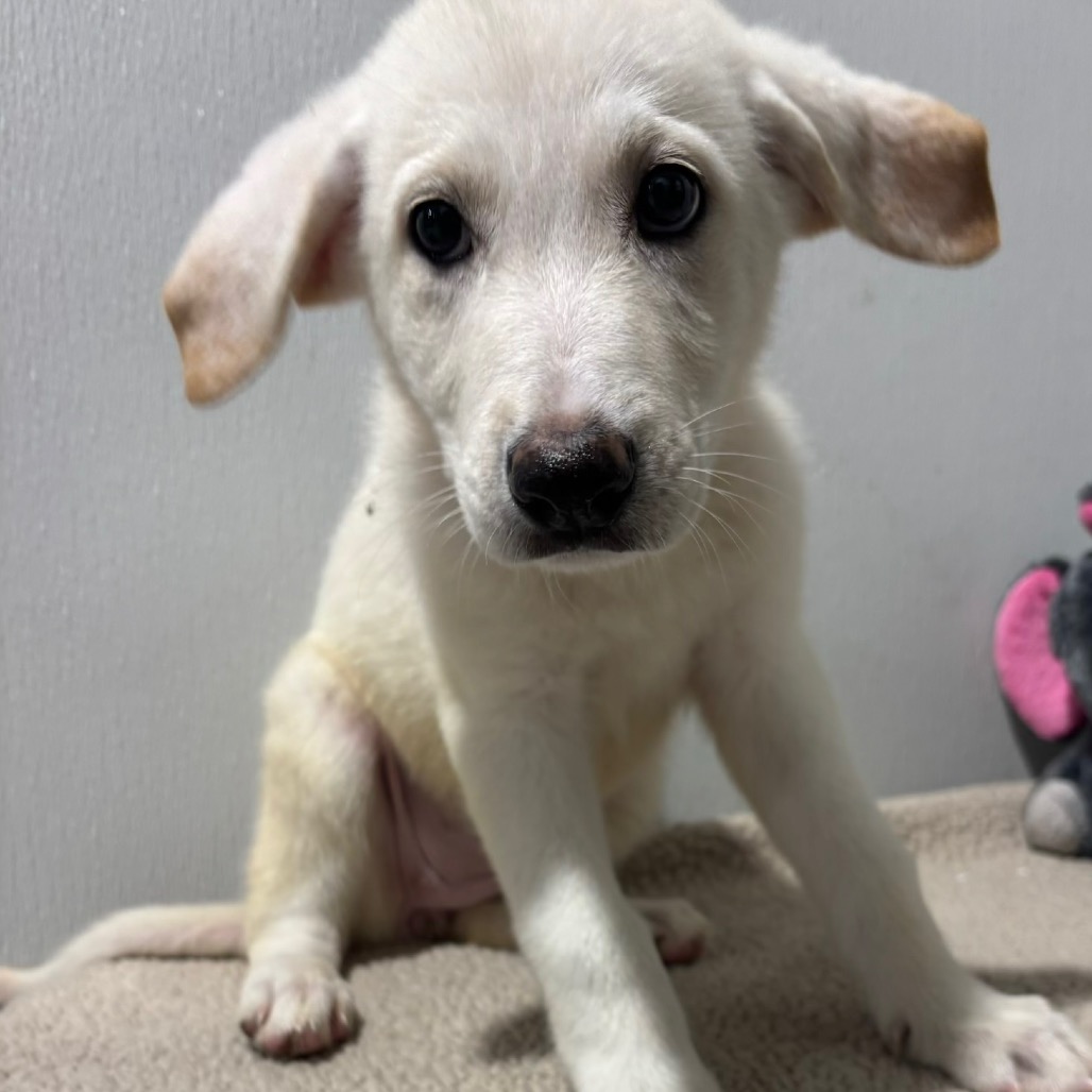 Shelter Stray Female Dog last seen , 3607 N Armenia Ave, Tampa, FL 33607, USA
