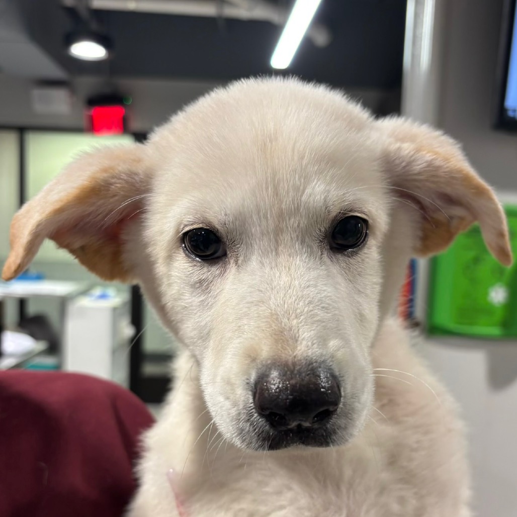 Shelter Stray Female Dog last seen , 3607 N Armenia Ave, Tampa, FL 33607, USA