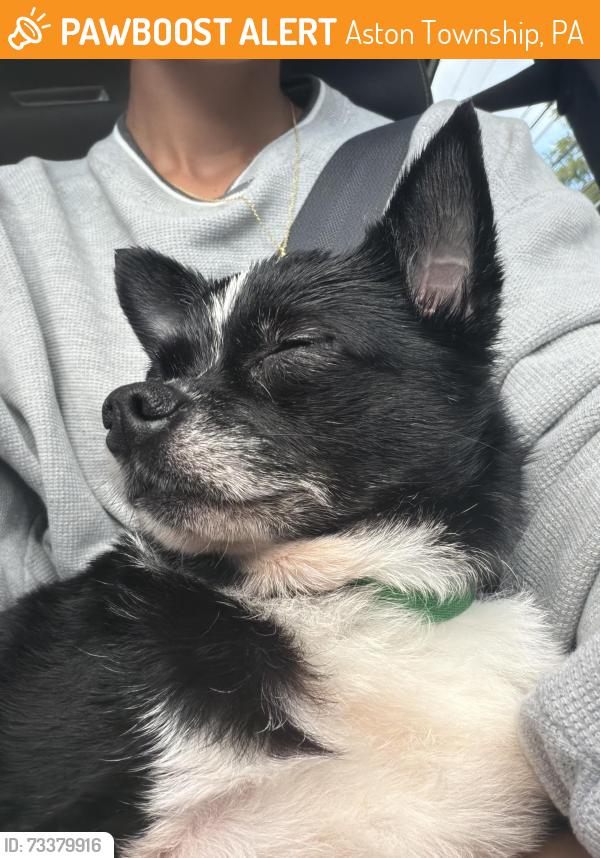 Found/Stray Female Dog last seen Aston Mills Rd and Convent Rd, Aston Township, PA 19014