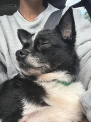 Found/Stray Female Dog last seen Aston Mills Rd and Convent Rd, Aston Township, PA 19014