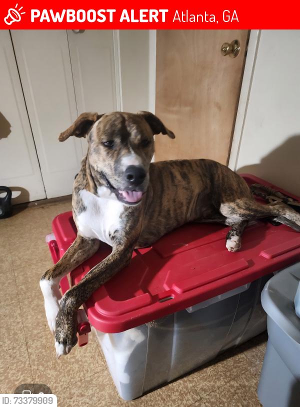 Lost Male Dog last seen flt Shoals Rd, Atlanta, GA 30316