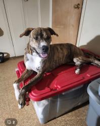 Lost Male Dog last seen flt Shoals Rd, Atlanta, GA 30316