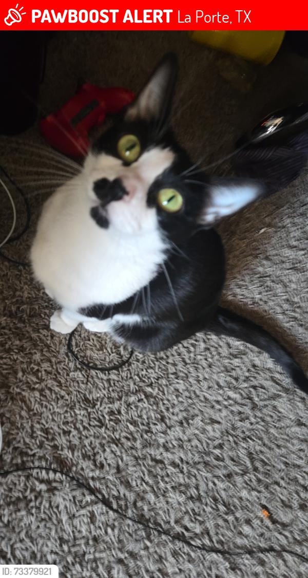 Lost Female Cat last seen North p street, sens road, La Porte, TX 77571