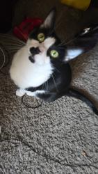 Lost Female Cat last seen North p street, sens road, La Porte, TX 77571