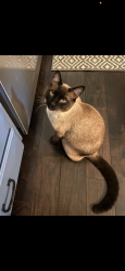 Lost Male Dog last seen Gleneden/ above Wandermere, Spokane, WA 99208
