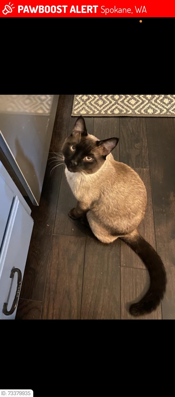 Lost Male Dog last seen Gleneden/ above Wandermere, Spokane, WA 99208