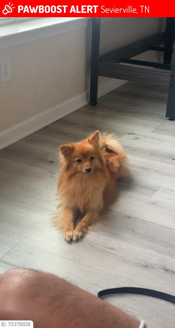Lost Female Dog last seen Co-op in Sevierville, Sevierville, TN 37862