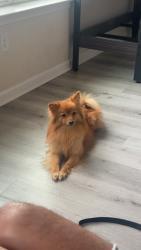 Lost Female Dog last seen Co-op in Sevierville, Sevierville, TN 37862
