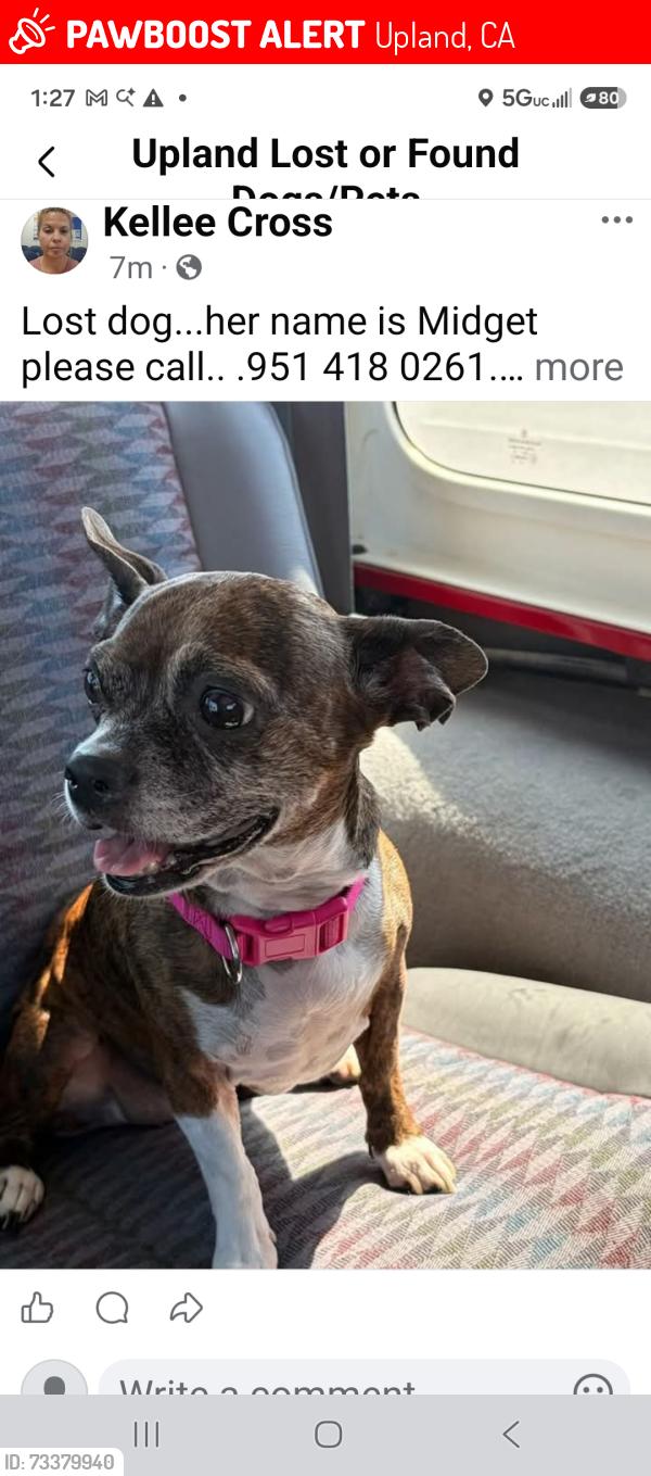 Lost Female Dog last seen Euclid and 7th, Upland, CA 91786