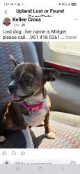 Lost Female Dog last seen Euclid and 7th, Upland, CA 91786