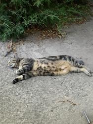 Lost Male Cat last seen Goss St Near Folsom, Boulder, CO 80302