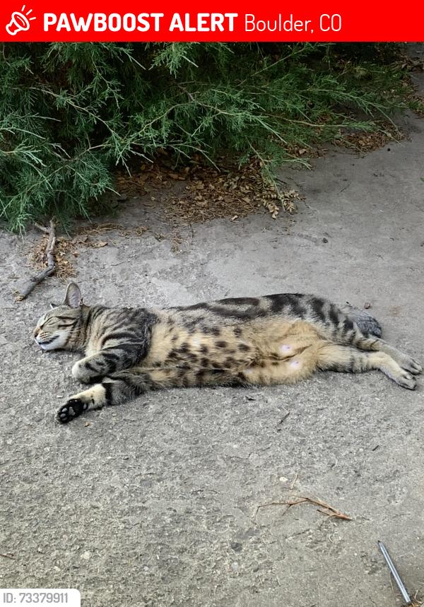 Lost Male Cat last seen Goss St Near Folsom, Boulder, CO 80302