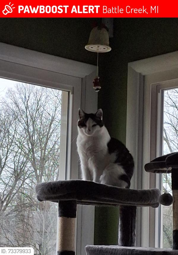 Lost Male Cat last seen N Uldricks and Cardinal Ave, Battle Creek, MI 49037